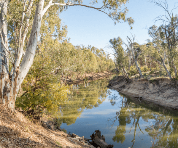 Protect the Murray River by supporting the Environmental Defenders Office